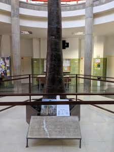 Licofita (Sigillaria). Escuela Superior y Técnica de Ingenieros de Minas. Universidad de León (España). By M.A. Díaz.