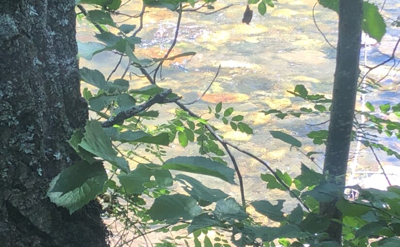 Gravedad: danza del río