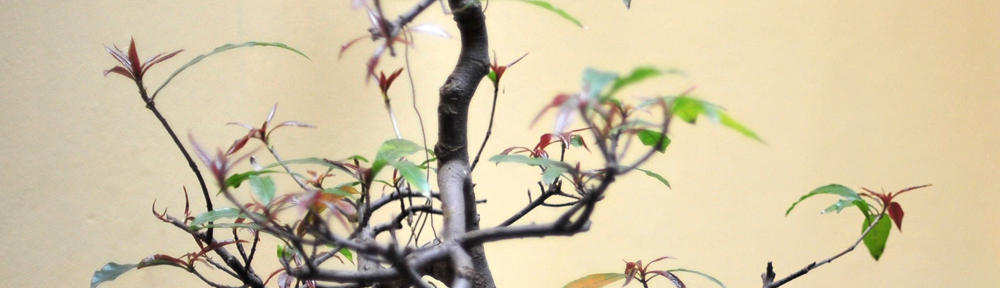 Derecho Mercantil. (DerMerUle).